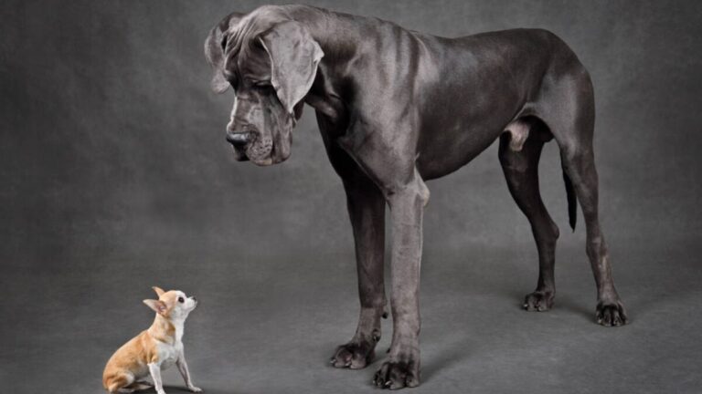 Green Critical Minerals scales up VHD graphite production to support global push