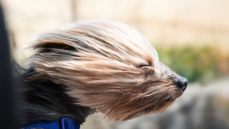 Petratherm taps head of development to fast-track titanium project