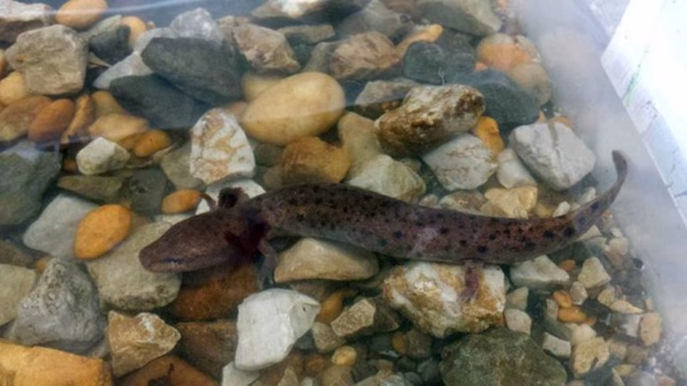 Dramatic expansion of coal mine could jeopardize Alabama endangered species Dramatic expansion of coal mine could jeopardize Alabama endangered species