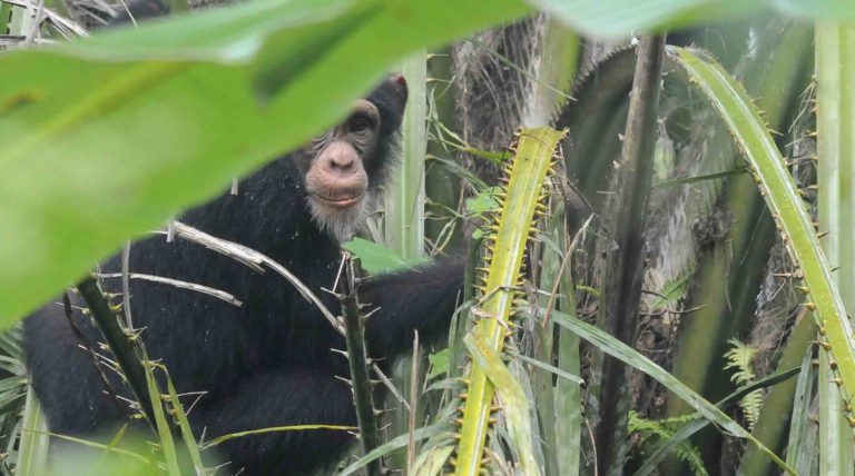 Leaked study warns of irreversible damage from iron ore mine in Guinea UNESCO site