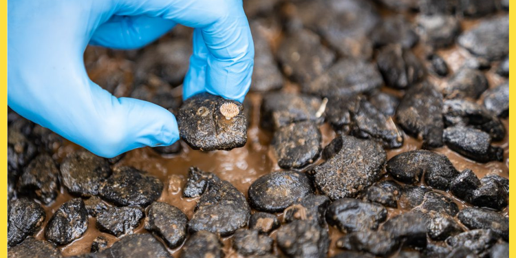 The Metals Company NOAA Publishes TMC USA Deep-Sea Mining Application for Public Review The Metals Company NOAA Publishes TMC USA Deep-Sea Mining Application for Public Review