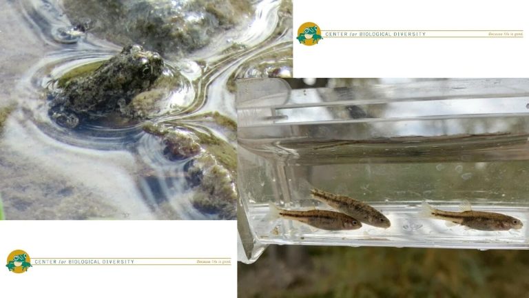 Lawsuit seeks protections for two Nevada species threatened by gold mining